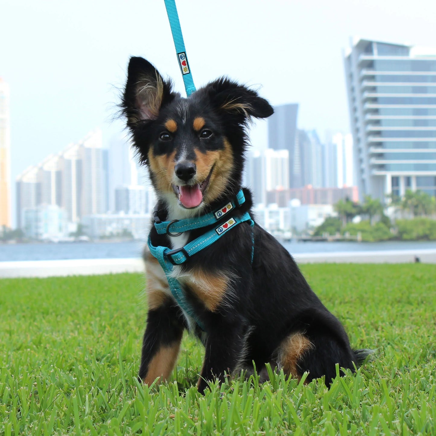 Dog Collar for Medium Dogs Training Puppy Collar with Solid - M - Lush Green