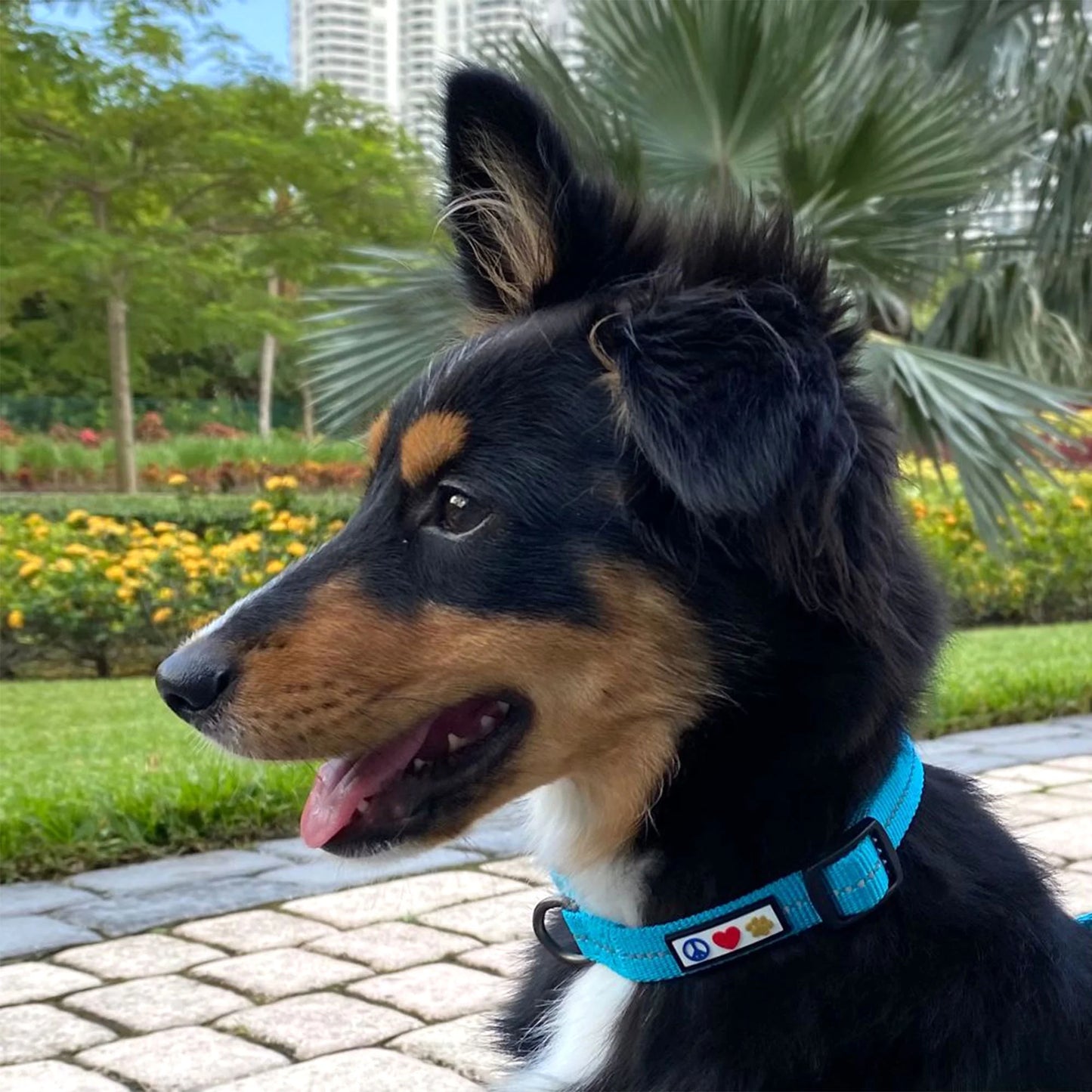 Dog Collar for Medium Dogs Training Puppy Collar with Solid - M - Lush Green